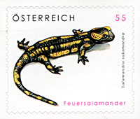 sm_feuersalamander