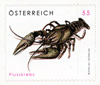sm_flusskrebs